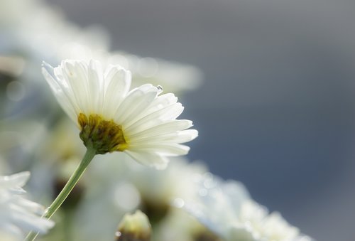Baltos Spalvos,  Gėlė,  Daisy,  Gamta