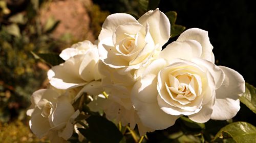 Balta, Gėlė, Rožinis, Baltos Rožės