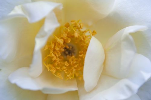 Balta, Geltona, Gėlė, Gamta