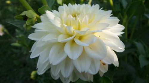 Balta, Dahlia, Gėlė
