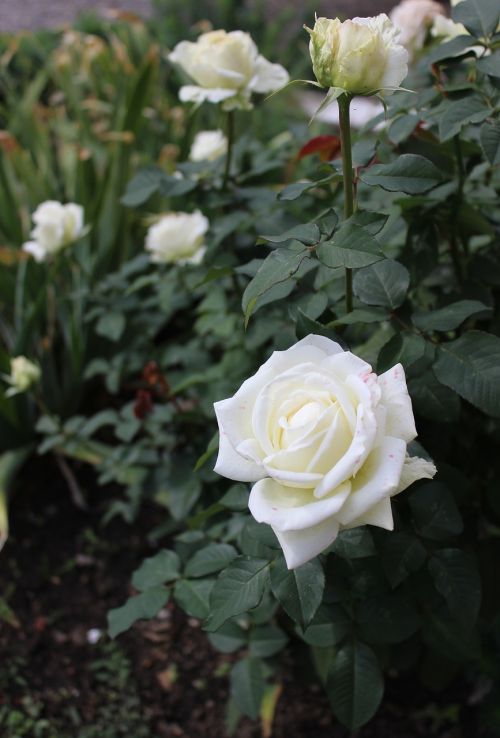 Balta, Rožės, Gėlė, Rožių Krūmas, Balta Rožė