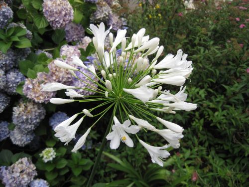 Agapanthus,  Gėlė,  Florets,  Balta,  Skanėsto,  Balta Agapanthus Gėlių Galva