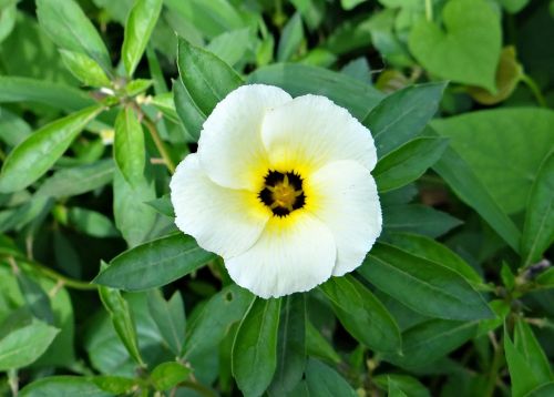 Baltoji Alksnis, Politikų Gėlė, Gėlė, Balta Sviesto Puodelis, Turnera Subulata, Pasifloraceae, Goa, Indija