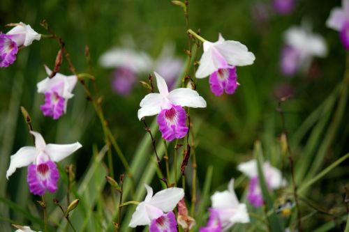 Balta & Nbsp,  Rožinė & Nbsp,  Orchidėja & Nbsp,  Gėlė & Nbsp,  Tapetai,  Singapūras,  Žaluma,  Balta Ir Rožinė Orchidėjų Gėlė