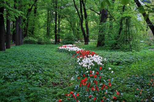 Medžiai,  Atspalvis,  Tulpės,  Raudona,  Balta,  Botanikos & Nbsp,  Sodai,  Moscow,  Baltos Ir Raudonos Tulpės Po Medžiu