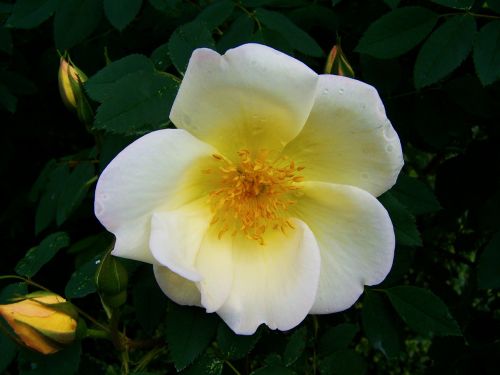 Baltos Ir Geltonos Rožės, Gėlių Sodas, Pavasario Gėlė