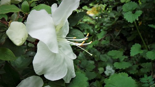Balta Azalijos,  Gėlės,  Danahham