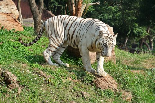Baltos Bengalijos Tigras, Tigras, Katė, Laukinė Gamta, Plėšrūnas, Gyvūnas, Žinduolis, Zoologijos Sodas, Gamta, Wildcat, Juostelės, Indija