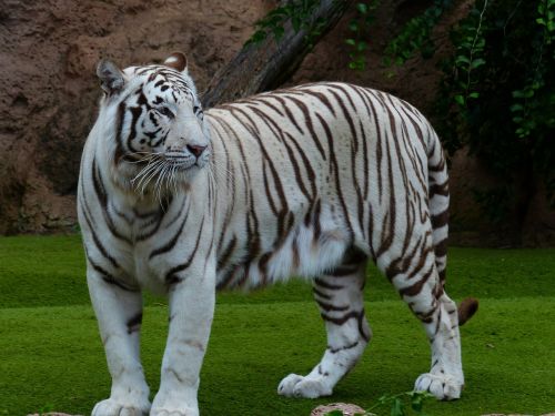 Baltos Bengalijos Tigras, Tigras, Didingas, Sublime, Plėšrūnas, Katė, Pavojingas, Wildcat, Didelė Katė, Karaliaus Tigras, Panthera Tigris Tigris, Bengališkas Tigras, Indijos Tigras, Balta Königstieger, Balta, Panthera Tigris, Baltasis Tigras, Kilnus