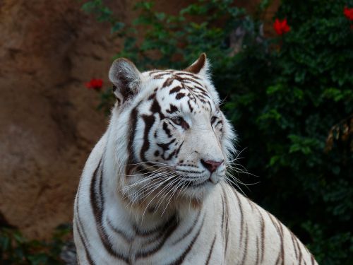 Baltos Bengalijos Tigras, Tigras, Katė, Plėšrūnas, Pavojingas, Wildcat, Didelė Katė, Karaliaus Tigras, Panthera Tigris Tigris, Bengališkas Tigras, Indijos Tigras, Balta Königstieger, Balta, Panthera Tigris, Baltasis Tigras, Kilnus, Didingas, Sublime
