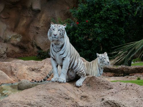 Baltos Bengalijos Tigras, Tigras, Plėšrūnas, Vyrai, Moteris, Pora, Tigrų Pora, Katė, Pavojingas, Wildcat, Didelė Katė, Karaliaus Tigras, Panthera Tigris Tigris, Bengališkas Tigras, Indijos Tigras, Balta Königstieger, Balta, Panthera Tigris, Baltasis Tigras, Kilnus, Didingas, Sublime