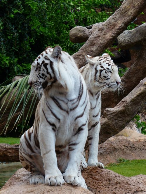 Baltos Bengalijos Tigras, Tigrų Poros, Sėdėti, Poilsis, Vyrai, Moteris, Tigras, Plėšrūnas, Katė, Pavojingas, Wildcat, Didelė Katė, Karaliaus Tigras, Panthera Tigris Tigris, Bengališkas Tigras, Indijos Tigras, Balta Königstieger, Balta, Panthera Tigris, Baltasis Tigras, Kilnus, Didingas, Sublime