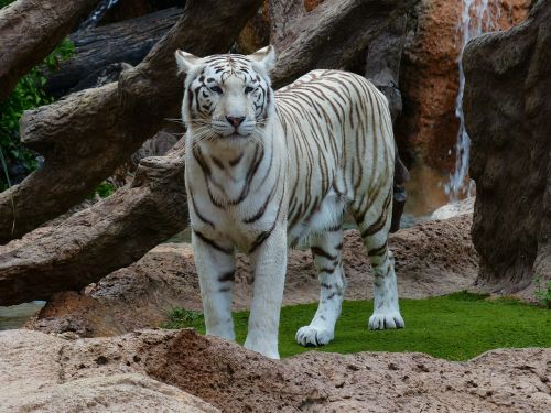 Baltos Bengalijos Tigras, Tigras, Plėšrūnas, Katė, Pavojingas, Wildcat, Didelė Katė, Karaliaus Tigras, Panthera Tigris Tigris, Bengališkas Tigras, Indijos Tigras, Balta Königstieger, Balta, Panthera Tigris, Baltasis Tigras, Kilnus, Didingas, Sublime