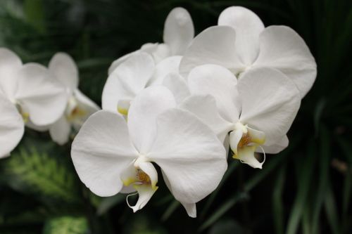 Balta & Nbsp,  Didelė & Nbsp,  Orchidėja & Nbsp,  Gėlė,  Singapūras & Nbsp,  Oro Uostas,  Išvykstant & Nbsp,  Salėje,  Balta Didelė Orchidėjų Gėlė,  Singapūras