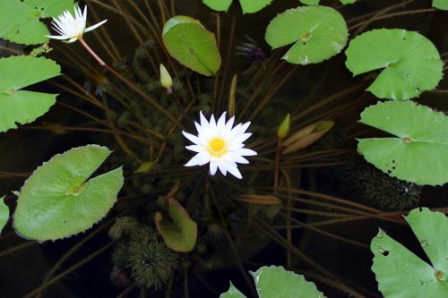 Baltas Nendrinis Žiedas & Nbsp,  Lotus & Nbsp,  Gėlė,  Lotus & Nbsp,  Lapai,  Tvenkinys,  Balta Žiedų Lotoso Gėlė