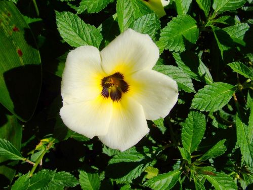 Balta Buttercup, Gėlės, Geltona, Rytas, Ranunculus