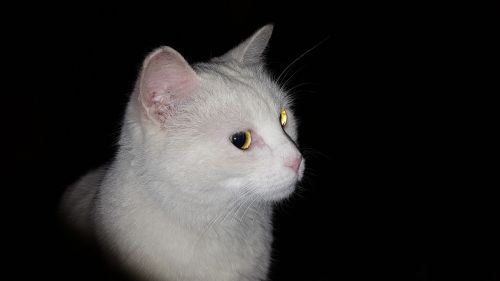 Balta Katė, Naktis, Katė