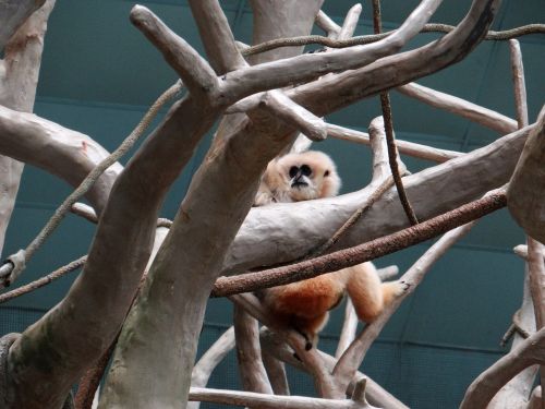 Balta Nelygus Gibbon,  Brookfield & Nbsp,  Zoologijos Sodas,  Illinois,  Gamta,  Gyvūnas,  Balta Kakta Gibbon