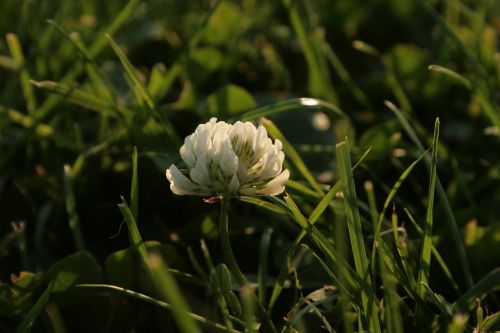 Baltas Dobilas, Trifolium Repens, Baltas Žiedas, Aštraus Gėlė, Pieva, Vaistinis Augalas, Laukinis Augalas