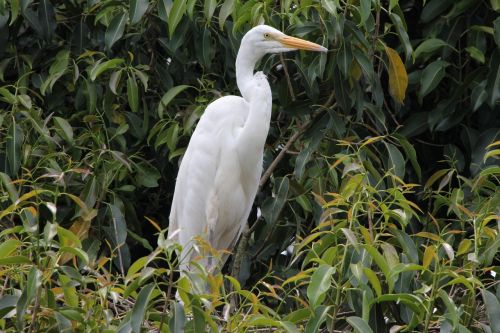 Baltas Kranas, Paukštis, Puiku, Filiale, Gyventi, Natūralus, Didžioji Egret, Brazilijos Fauna