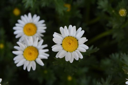 Balta Kristalo Daisy, Nanluoguxiang, Pavasaris