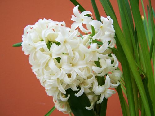Baltas Narcizas, Pavasario Gėlė, Bulvinis Augalas
