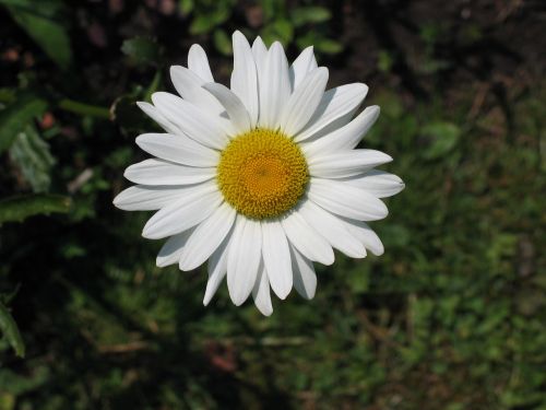Balta Daisy, Gėlė, Geltona Širdis