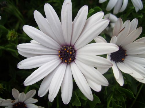 Balta,  Daisy,  Gėlė,  Balta Daisy