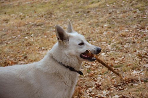 Baltas Šuo, Kelti, Lauke, Gamta, Spalvos, Stick, Įkandimas, Gyvūninės Fotografijos