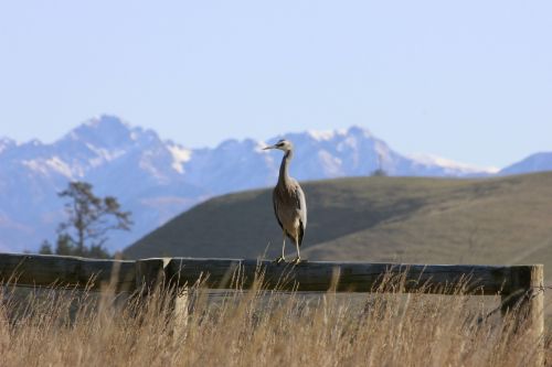 Baltos Spalvos Garnys, Paukštis, Kalnai, Kaikoura, Naujoji Zelandija
