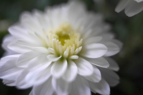 Gėlės,  Iš Arti,  Balta Gėlė