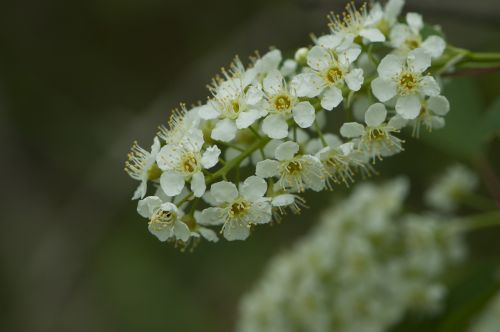 Balta Gėlė, Pavasario Gėlė, Krūmas, Daugiametis, Wildflower, Naujoji Anglija