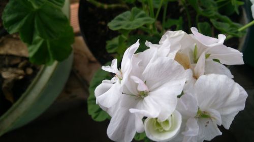 Balta Gėlė, Gamta, Kiemas