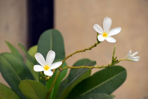 Balta Gėlė, Balta Frangipani, Plumeria Alba, Geltonoji Centrinė