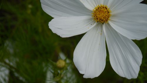 Balta Gėlė, Gamta, Daisy