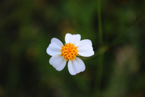 Balta Gėlė, Maža Gėlė, Flora