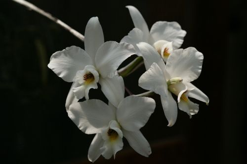 Balta Gėlė, Orchidėja, Balta