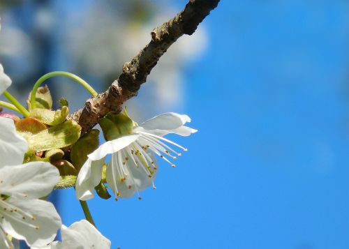 Balta Gėlė, Vyšnia, Pavasaris, Makro