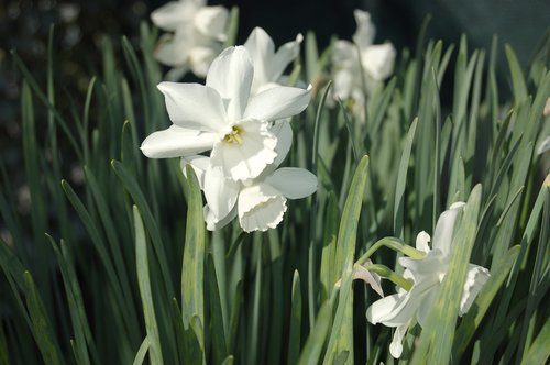 Balta Gėlė,  Pavasaris,  Baltos Gėlės