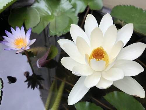 Balta Gėlė,  Augalų,  Balta 蓮 Gėlių,  Lapai