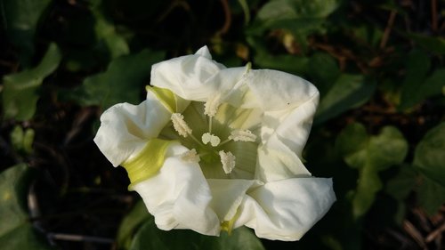 Balta Gėlė,  Laukinių,  Augalų Gyvūnijos,  Pobūdį,  Baltos Gėlės