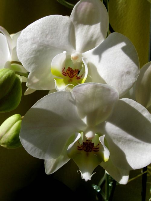 Balta Gėlė, Žiedlapiai, Orchidėja