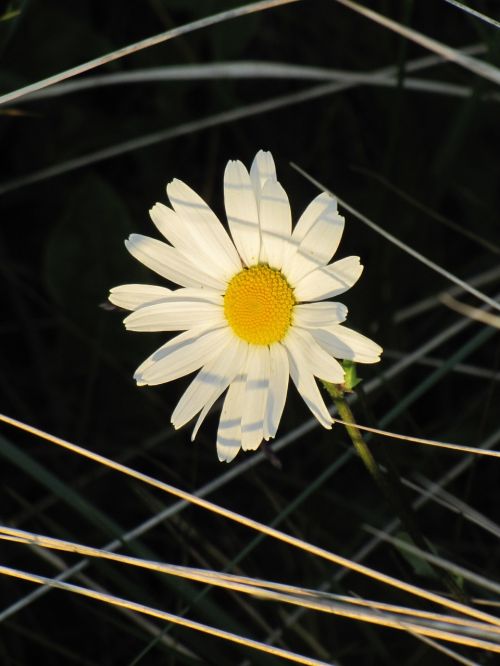 Balta Gėlė, Marguerite, Pievos Margeritas