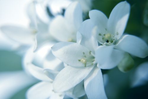 Balta,  Gėlės,  Gamta,  Žiedlapiai,  Minkštas,  Baltos Gėlės 1