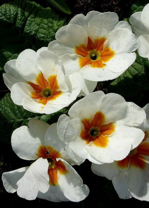 Baltos Gėlės, Primozė, Pavasaris, Gamta, Gėlės, Šviesus, Spalvinga