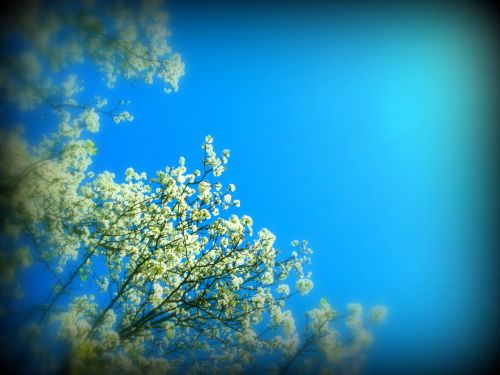 Medis,  Gėlės,  Balta,  Mėlynas,  Gamta,  Dangus,  Lauke,  Baltos Gėlės
