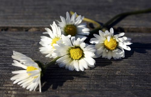 Baltos Gėlės, Daisy, Medinis Stalas