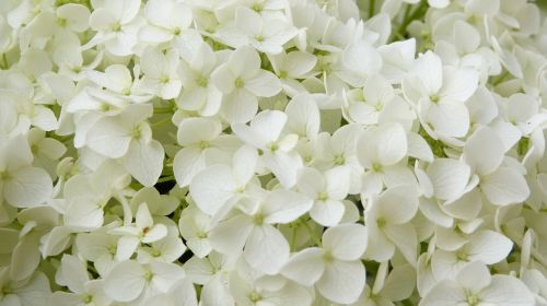 Baltos Gėlės, Hortenzija, Annabelle, Dekoratyvinis Krūmas