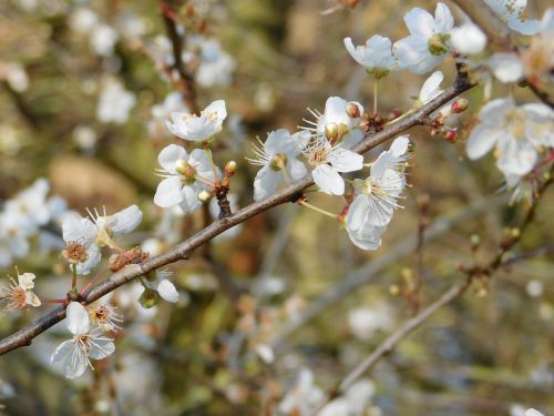 Baltos Gėlės, Medžių Šakos, Žydi Medžiai, Pavasaris