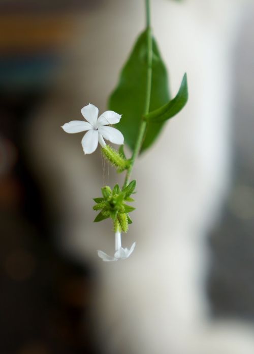 Baltos Gėlės, Natūralus, 5 Sparnai